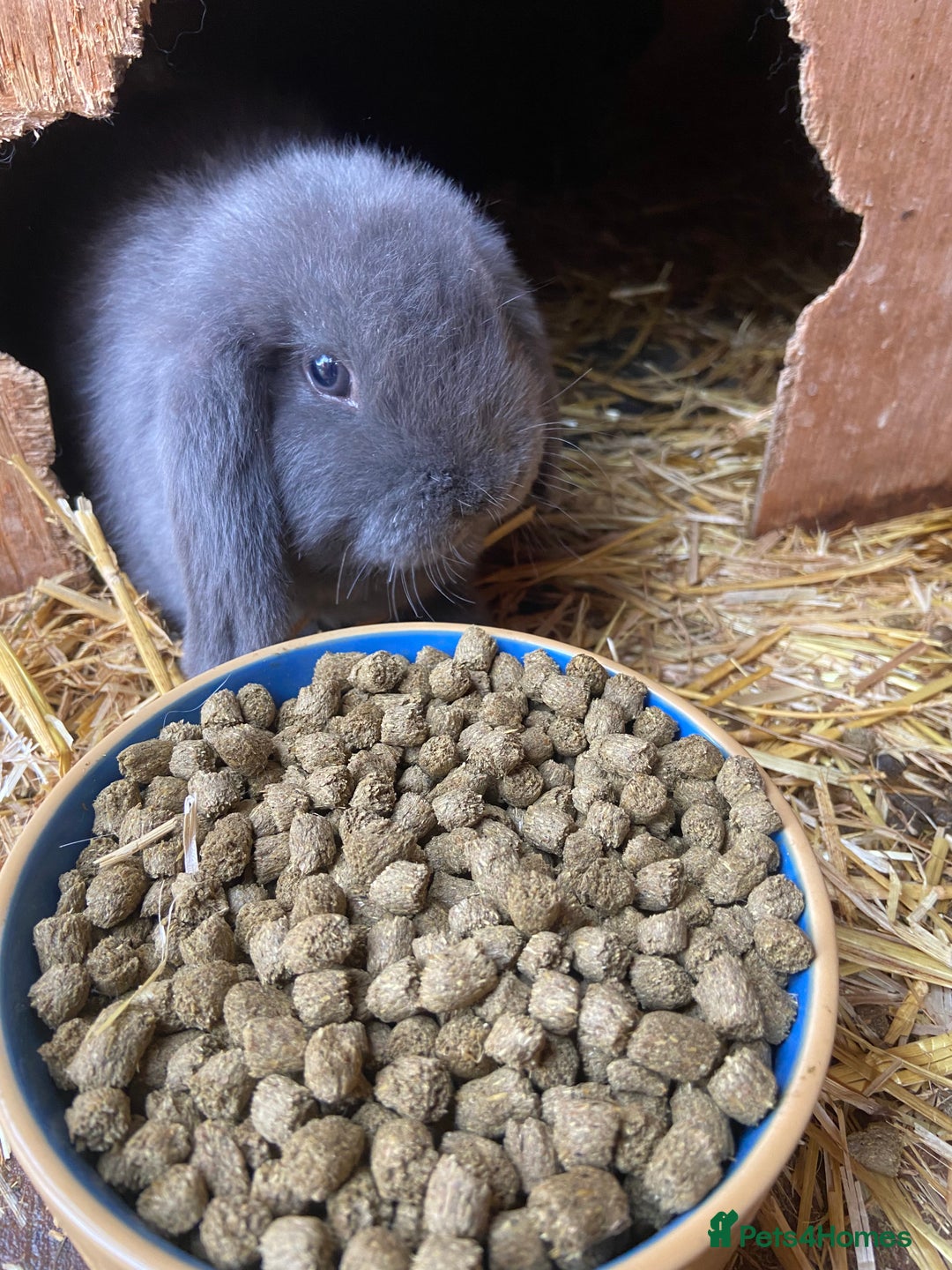 Mini Lop rabbits for sale: Two female blue eyed mini lops. Ready now  - Image 1