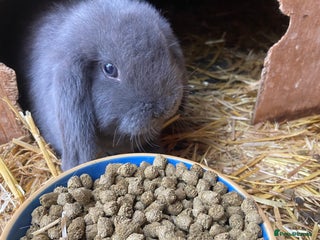 Mini Lop rabbits - Advert 30