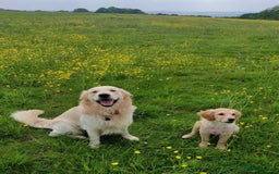 Golden Retriever dogs for stud: Gorgeous golden retriever  - Image 10