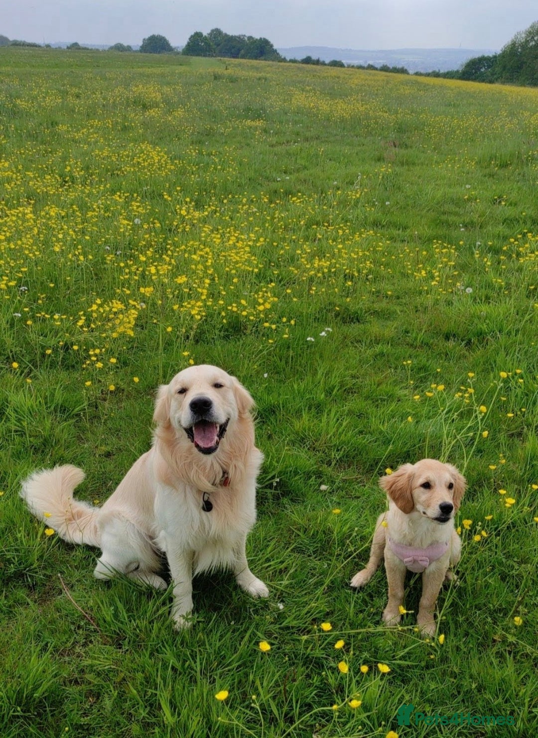 Golden Retriever dogs for stud: Gorgeous golden retriever  - Image 10