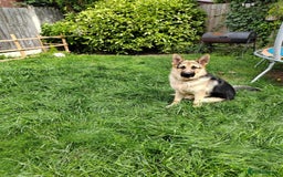 German Shepherd dogs for sale: Jack  - Image 1