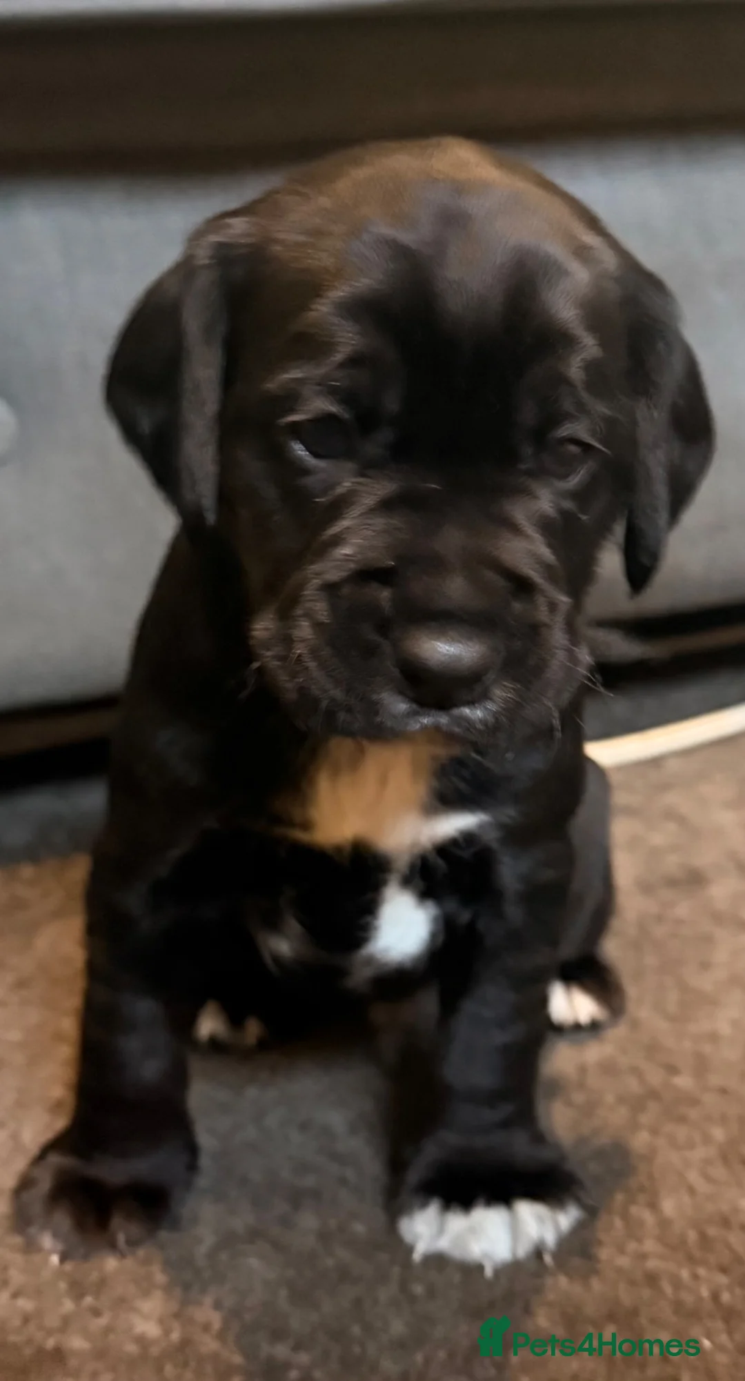 Mixed Breed dogs for sale: Patterdale Terrier × Cocker Spaniel Puppies in King's Lynn - Advert 1