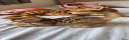 Bengal cats for sale: Beautiful Bengal Kittens🤎 in London - Advert 9