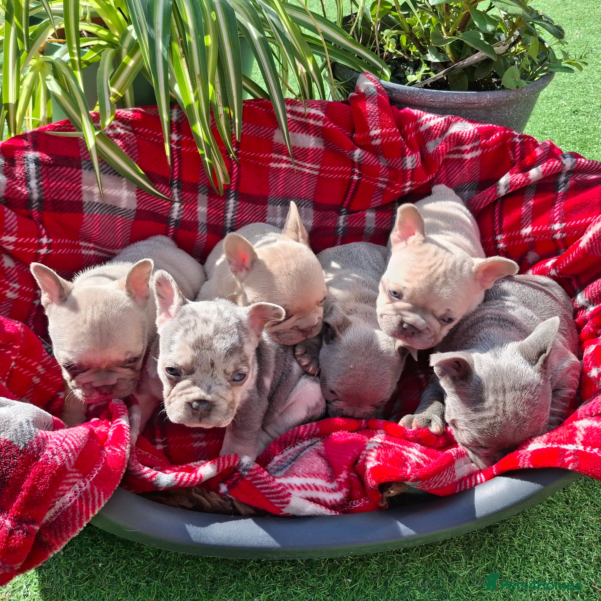 French Bulldog dogs 🏡 Gorgeous french puppies 🐶  - Advert 13