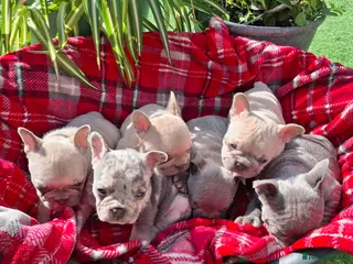 French Bulldog dogs 🏡 Gorgeous french puppies 🐶 - Advert 13