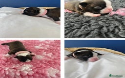 Boston Terrier dogs for sale:  🩷 KC reg gorgeous Boston terrier puppies  💙 - Image 3