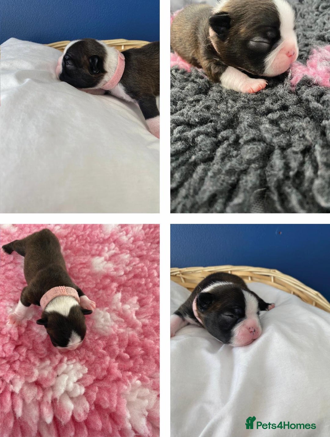 Boston Terrier dogs for sale:  🩷 KC reg gorgeous Boston terrier puppies  💙 - Image 3