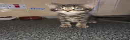 Mixed Breed cats for sale: Kittens looking for their forever homes - Advert 8