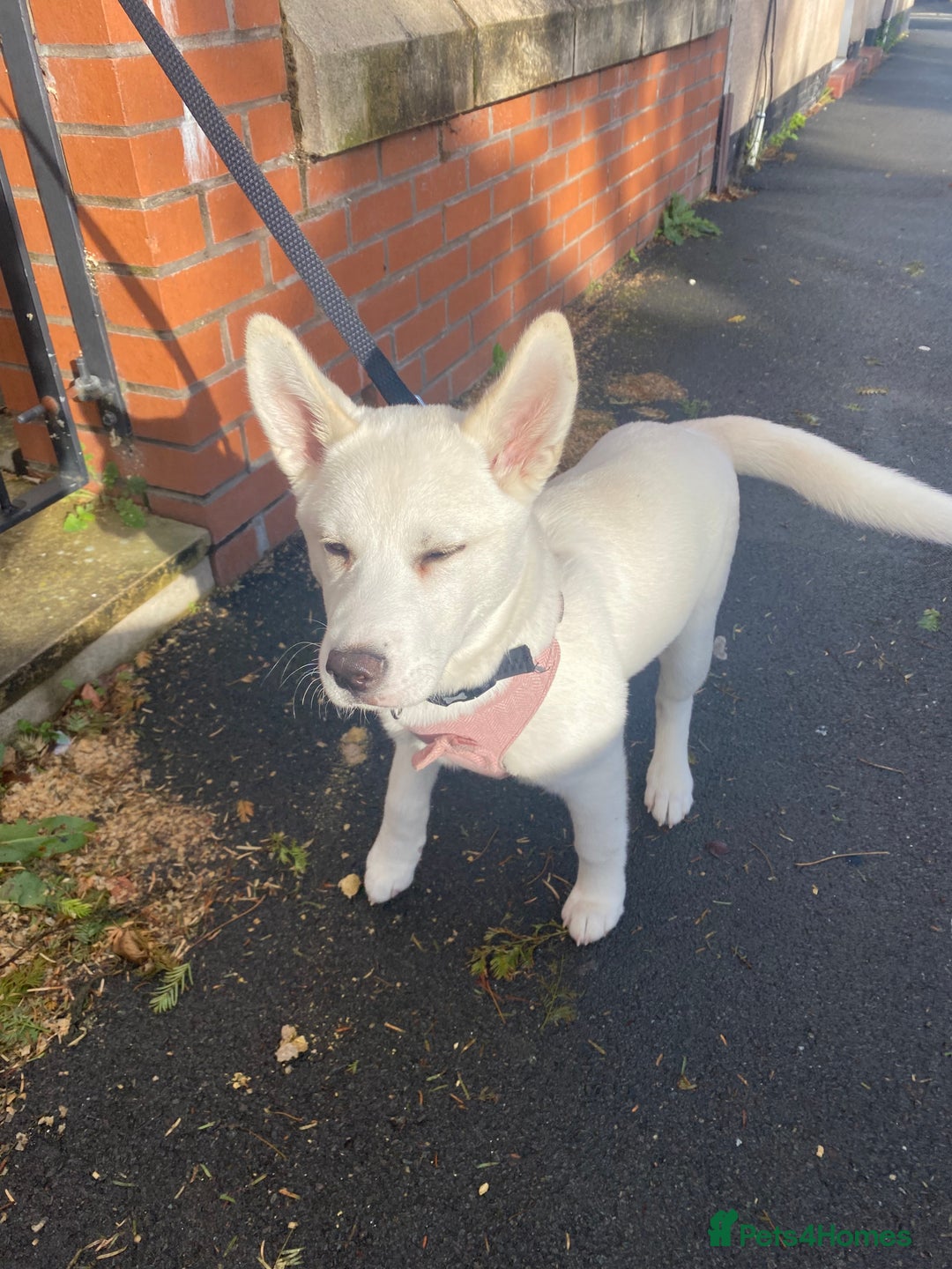 Siberian Husky dogs for sale: Husky for sale - Advert 3