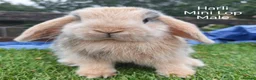 Mini Lop rabbits for sale: Various Mini Lop youngsters  - Advert 3