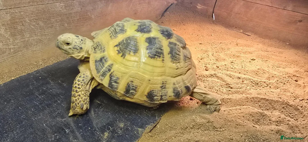 Tortoise reptiles for sale: 3-Year-Old Horsfield Tortoise + Complete Setup - Advert 2