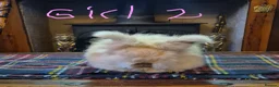 Angora rabbits for sale: Gorgeous Angora Rabbits, Pure Bred Full Faced. - Advert 21