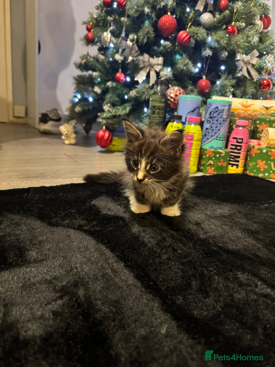 Maine Coon cats for sale: Full Maine Coon for sale - Advert 35