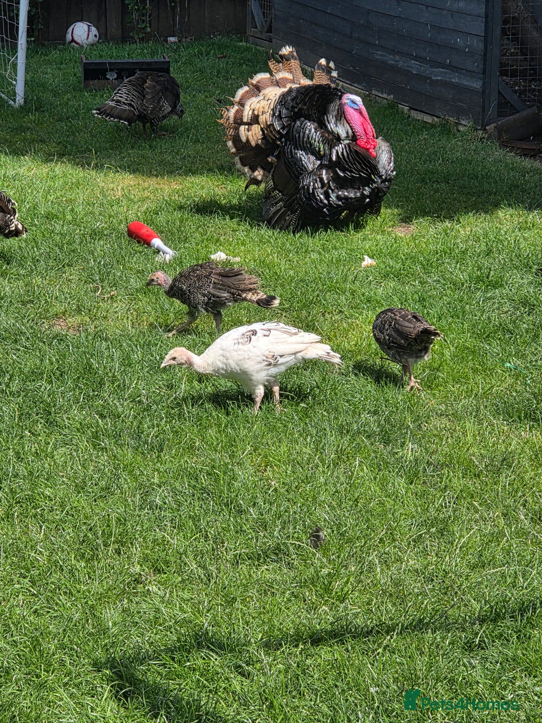 Turkeys poultry for sale: Turkeys for sale - Image 1