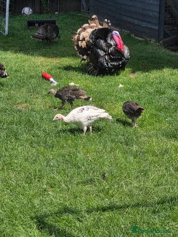 Turkeys poultry - Advert 6