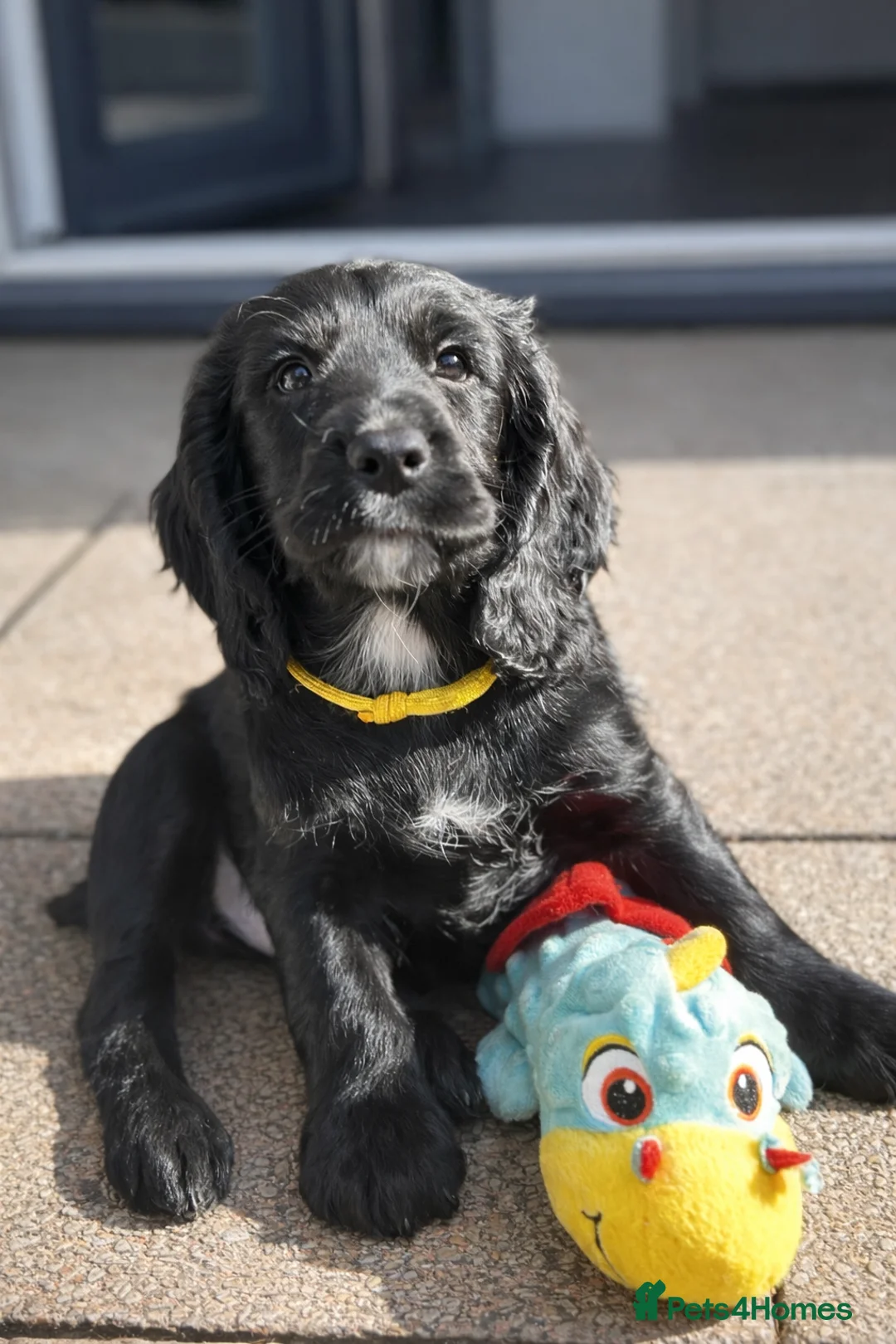 Cocker Spaniel dogs for sale: 3 Black Working Cocker Spaniel Boys READY NOW!  - Advert 10