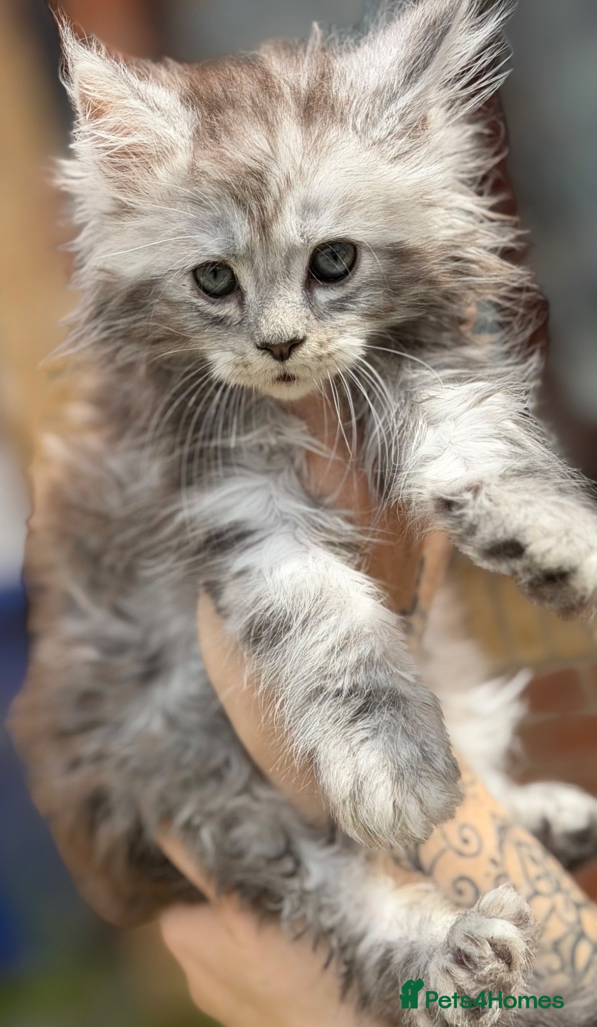 Maine Coon cats Silver mainecoon kittens - Advert 1