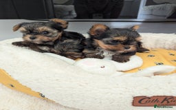 Yorkshire Terrier dogs for sale: Wonderful Yorkshire terrier puppies  - Image 23