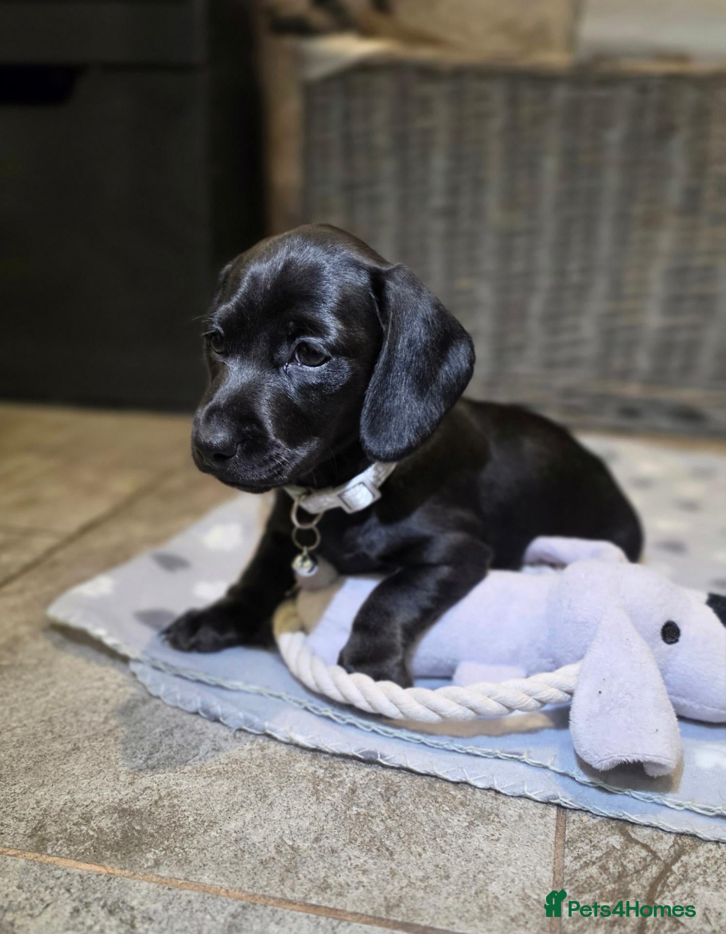 Miniature Dachshund dogs 1 Left🩷Pedigree KC Registered Miniature Dachshund - Advert 16