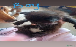 Mixed Breed cats for sale: 3 kittens waiting for a happy home - Image 8