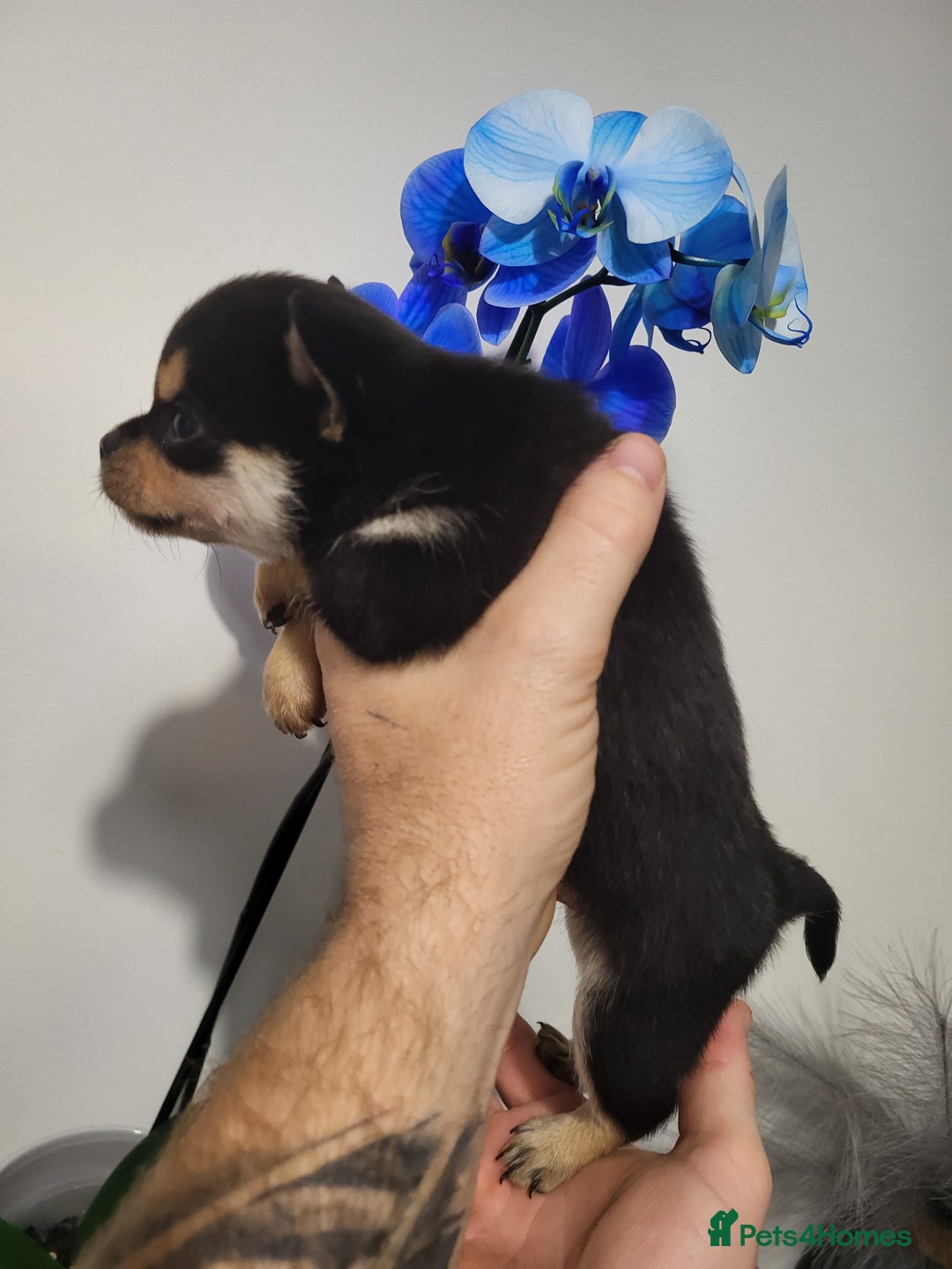 Chihuahua dogs for sale: DWKC Chihuahua Boys - Image 5