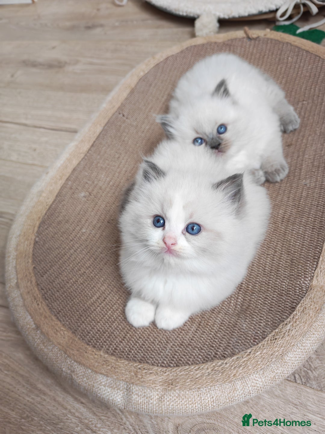 Ragdoll cats for sale: GCCF REGISTER KITTENS  - Advert 23