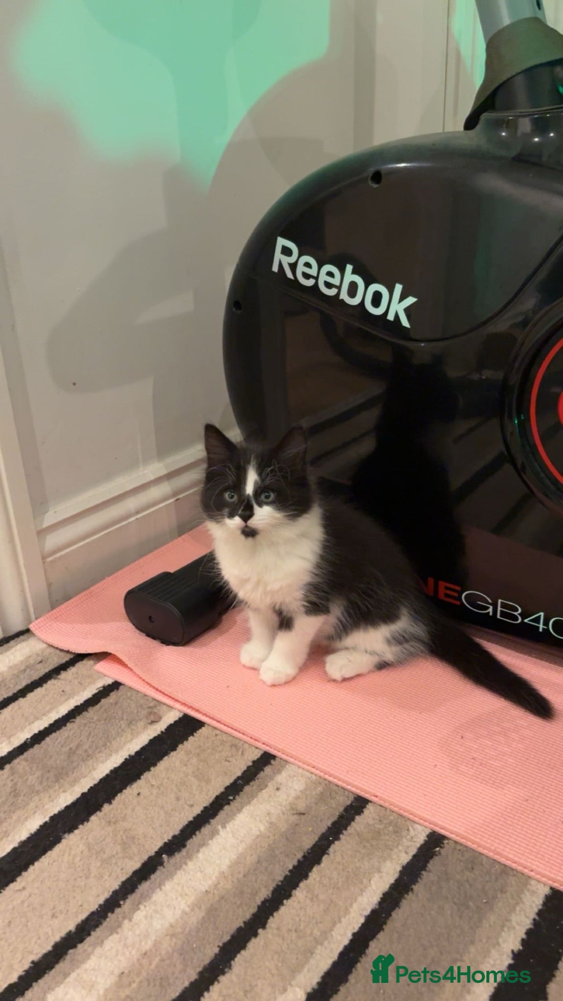 Mixed Breed cats Black and white kittens  - Advert 1