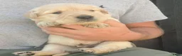 Golden Retriever dogs for sale: KC Registered Golden Retrievers- DNA Health Tested - Advert 23