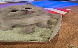 Ragdoll cats for sale: Seal, Sepia and Blue Ragdoll Kittens  - Image 11