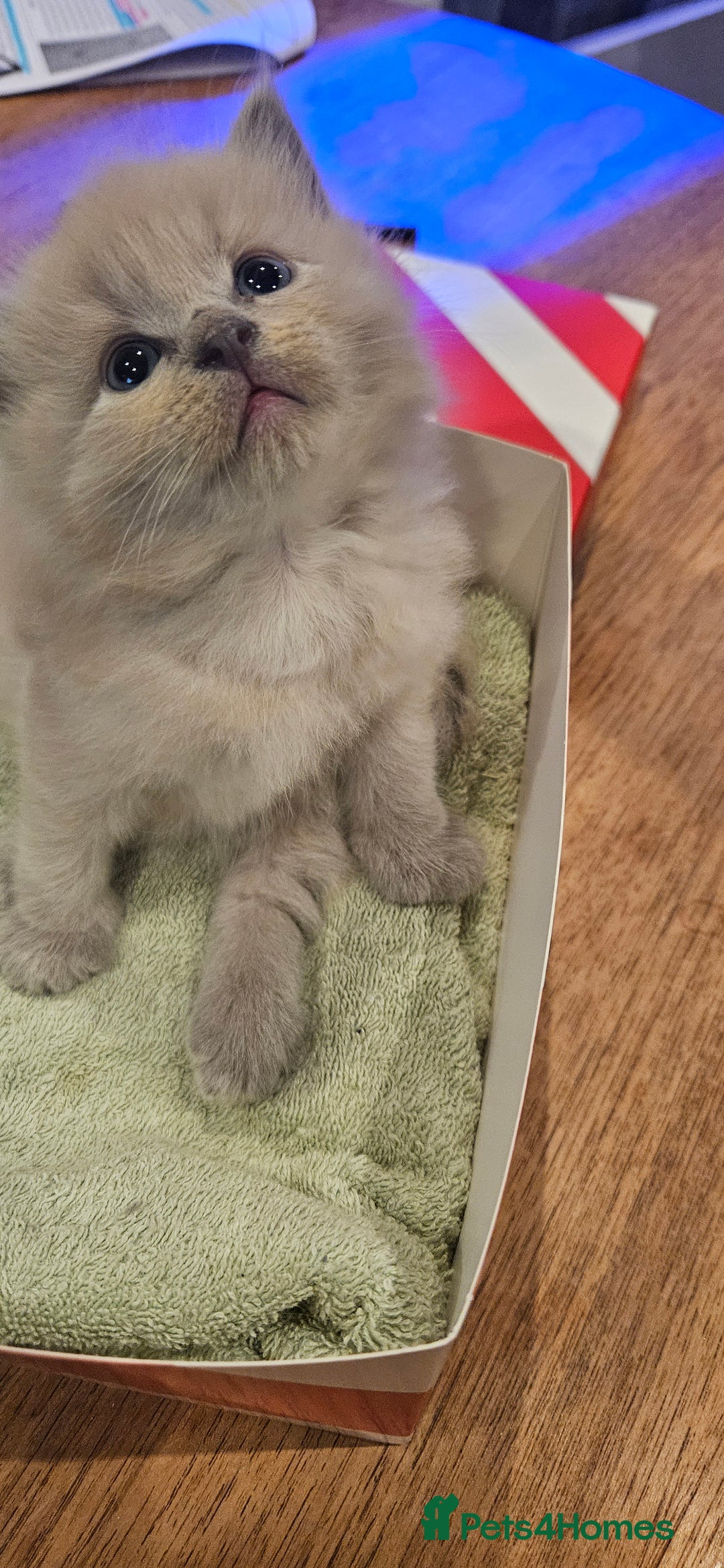 Ragdoll cats for sale: Seal, Sepia and Blue Ragdoll Kittens  - Image 11