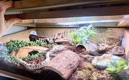 Snake reptiles for sale: Western Hognose Snake – Conda Het Albino (Male) - Image 10