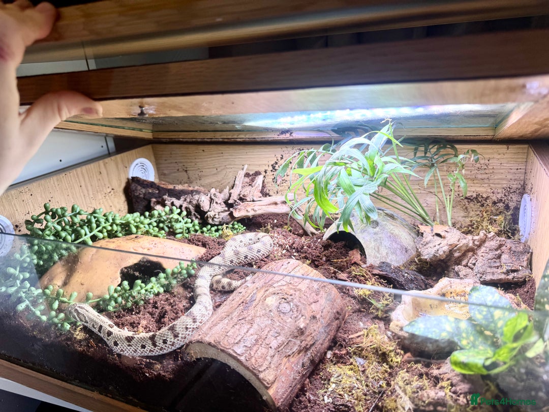 Snake reptiles for sale: Western Hognose Snake – Conda Het Albino (Male) - Image 10
