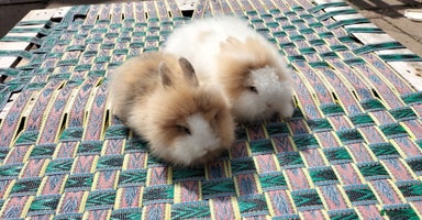Lionhead rabbits - Advert 4