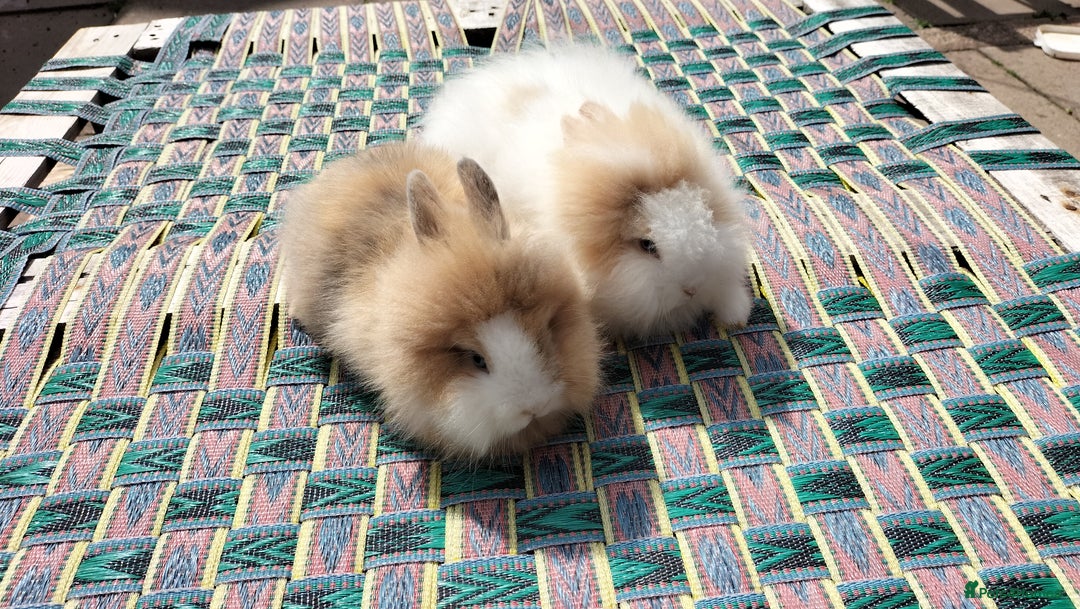 Lionhead rabbits for sale: Fluffy Pure Lionhead Baby Bunnies - Rare colours - Image 2