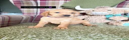 Cockerdor dogs for sale: GORGEOUS COCKERDOR PUPPIES💛🖤 - Advert 20