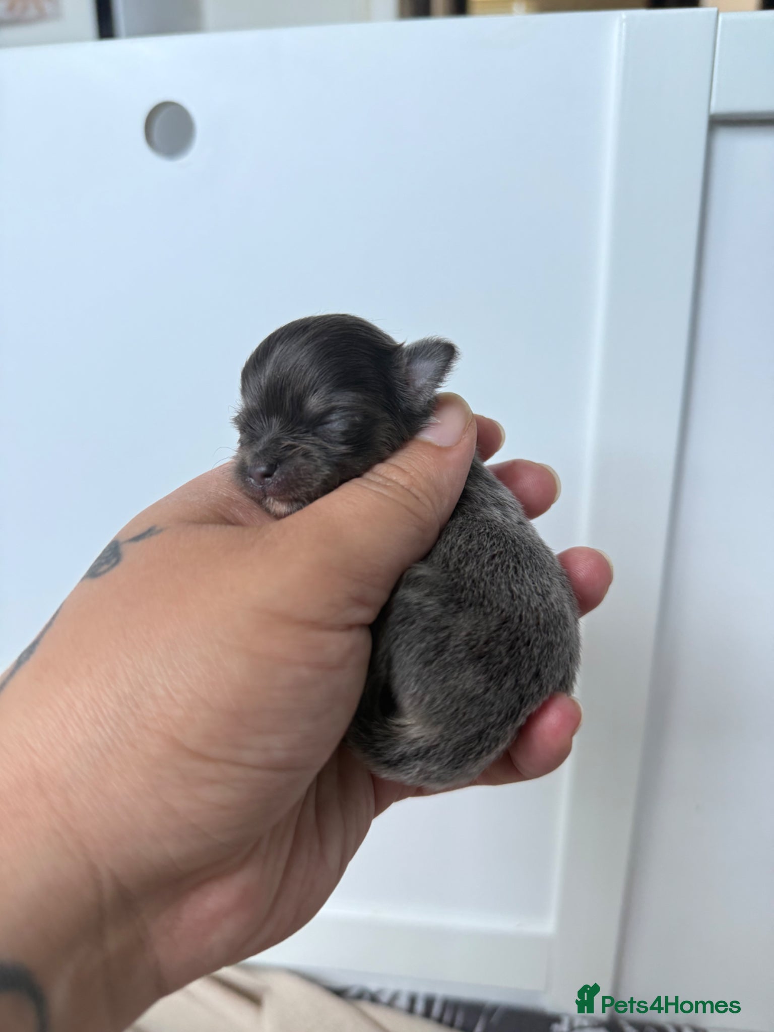 Chihuahua dogs Blue tri girl - last one available 💕 - Advert 16