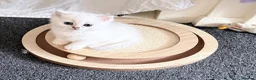 British Shorthair cats for sale: 1 Girl Left - British Shorthair Silver Kittens - Advert 25