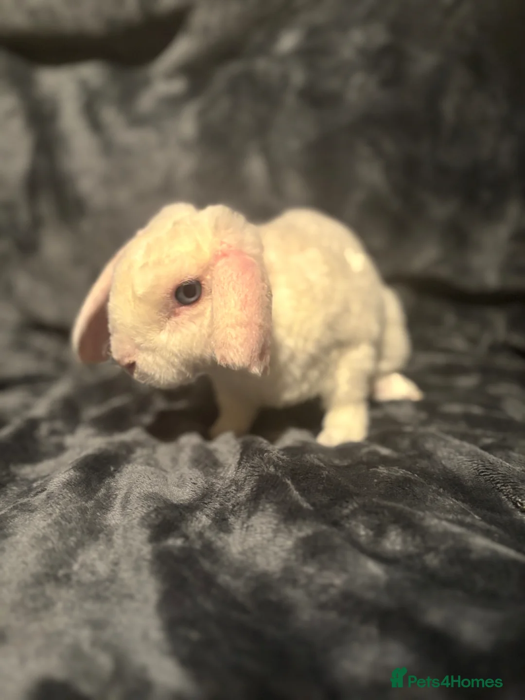 Mini Lop rabbits for sale: Special boy looking for a special home 🫶🏻 - Advert 2