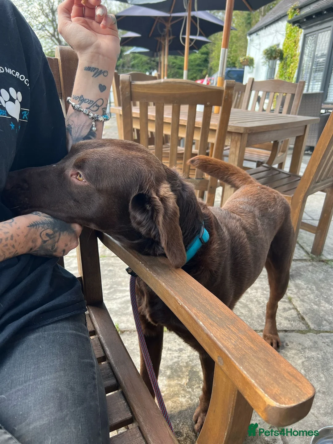 Labrador Retriever dogs for stud: KC REGISTERED LABRADOR STUD in Worcester - Advert 2