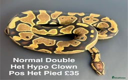 Python Snake reptiles for sale: Royal Pythons  - Advert 4