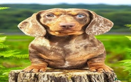 Miniature Dachshund dogs for stud: SHOW LINE CHAMP Bred Choc Dapple Mini Dachshund  in Manchester - Image 2