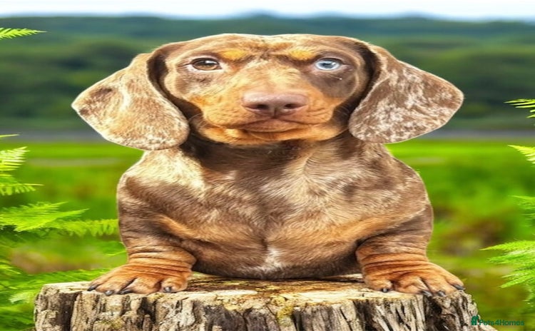 Miniature Dachshund dogs in Manchester - Advert 20