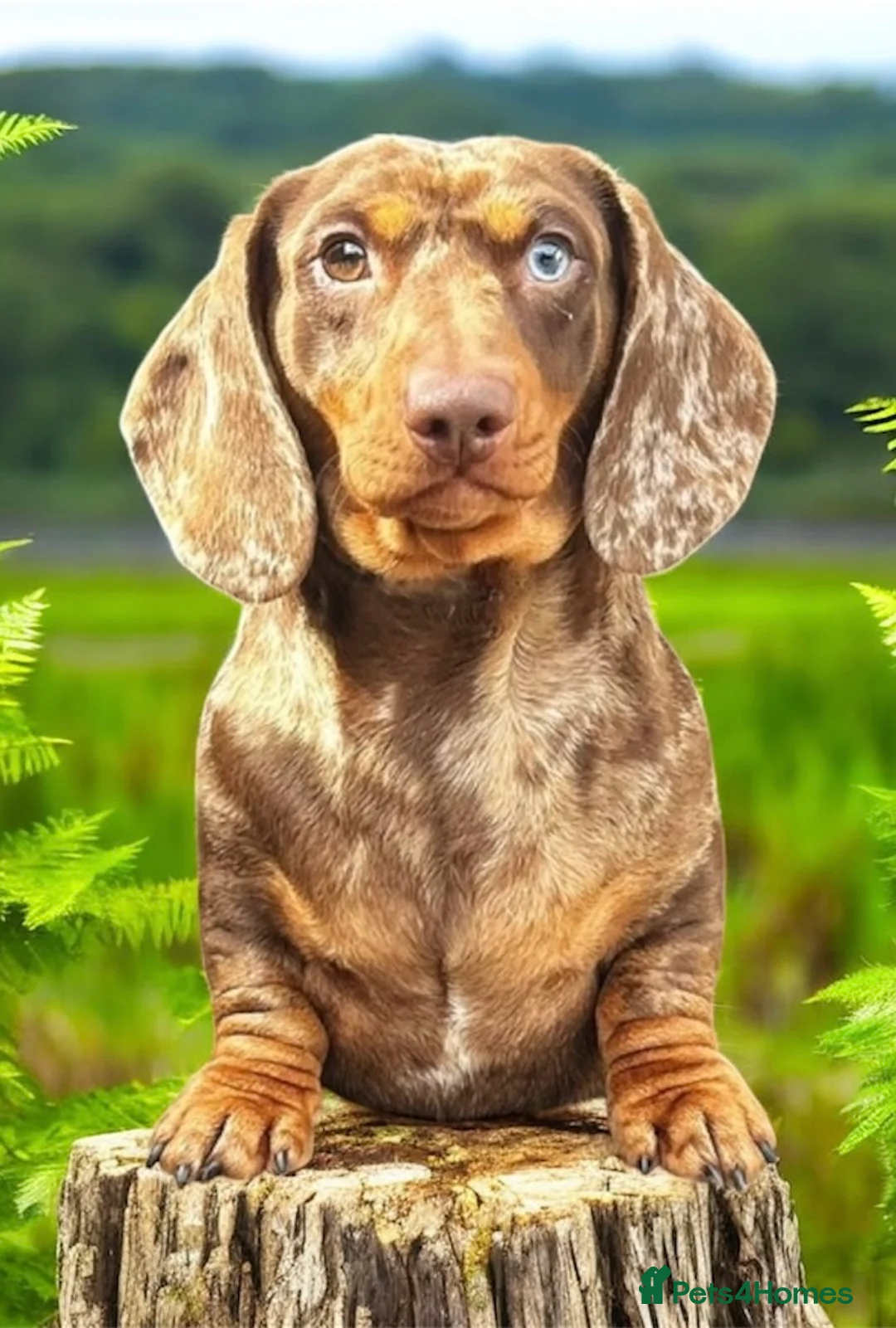 Miniature Dachshund dogs for stud: SHOW LINE CHAMP Bred Choc Dapple Mini Dachshund  in Manchester - Advert 1