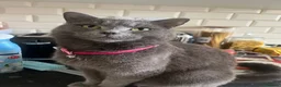 Mixed Breed cats for sale: Two beautiful Half Russian blue  females  - Advert 1