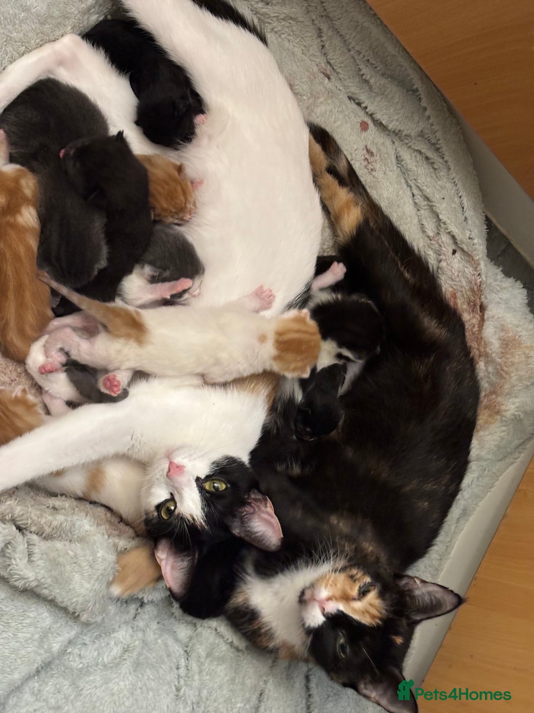 Mixed Breed cats for sale: Adorable Fluffy Kittens - Advert 28