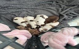 Mixed Breed dogs for sale: English springer spaniel X small French mastiff X - Image 6