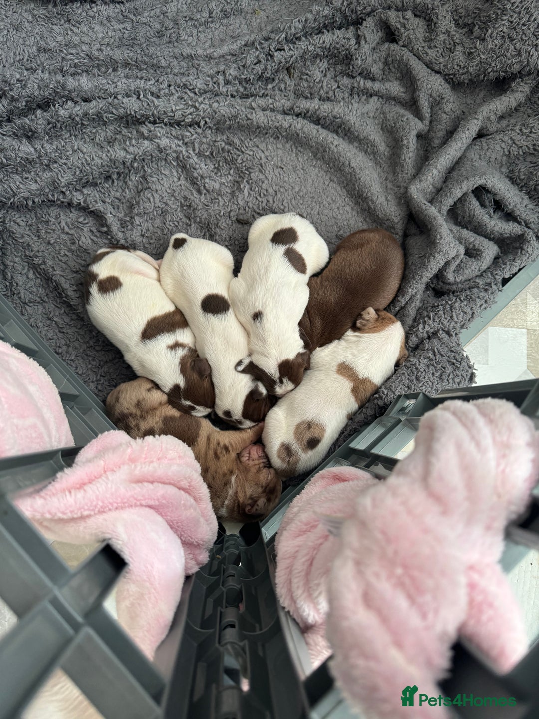 Mixed Breed dogs for sale: English springer spaniel X small French mastiff X - Image 6
