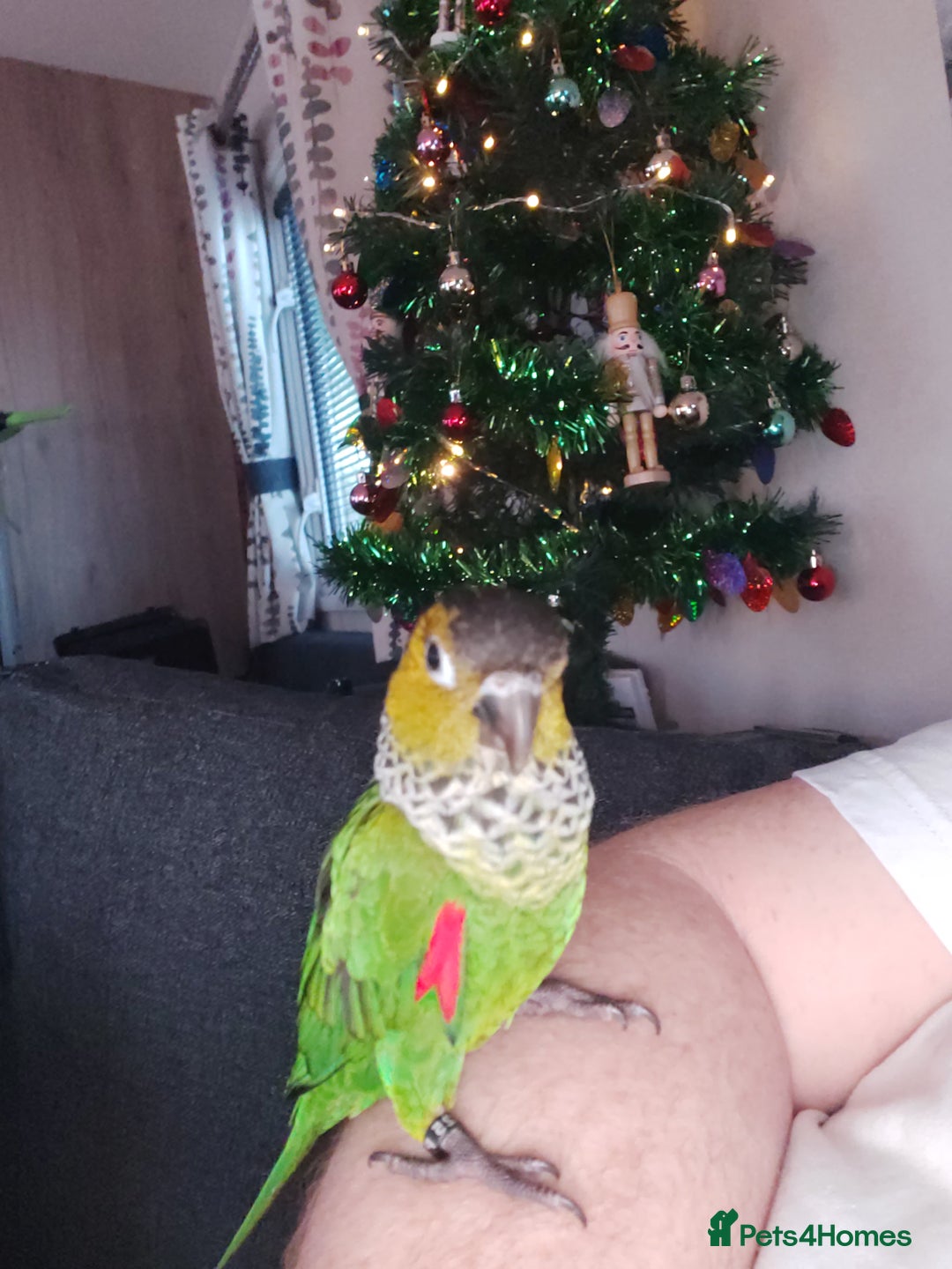 Conures birds for sale: Dna black capped conure tame female - Advert 7