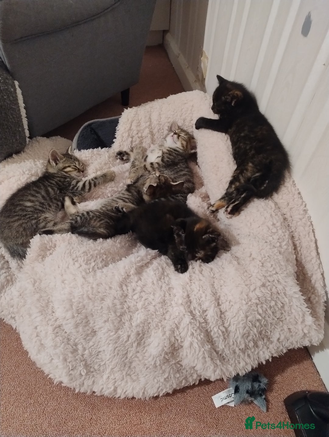 Ragdoll cats for sale: 5 lovely ragdoll X female kittens - Image 9