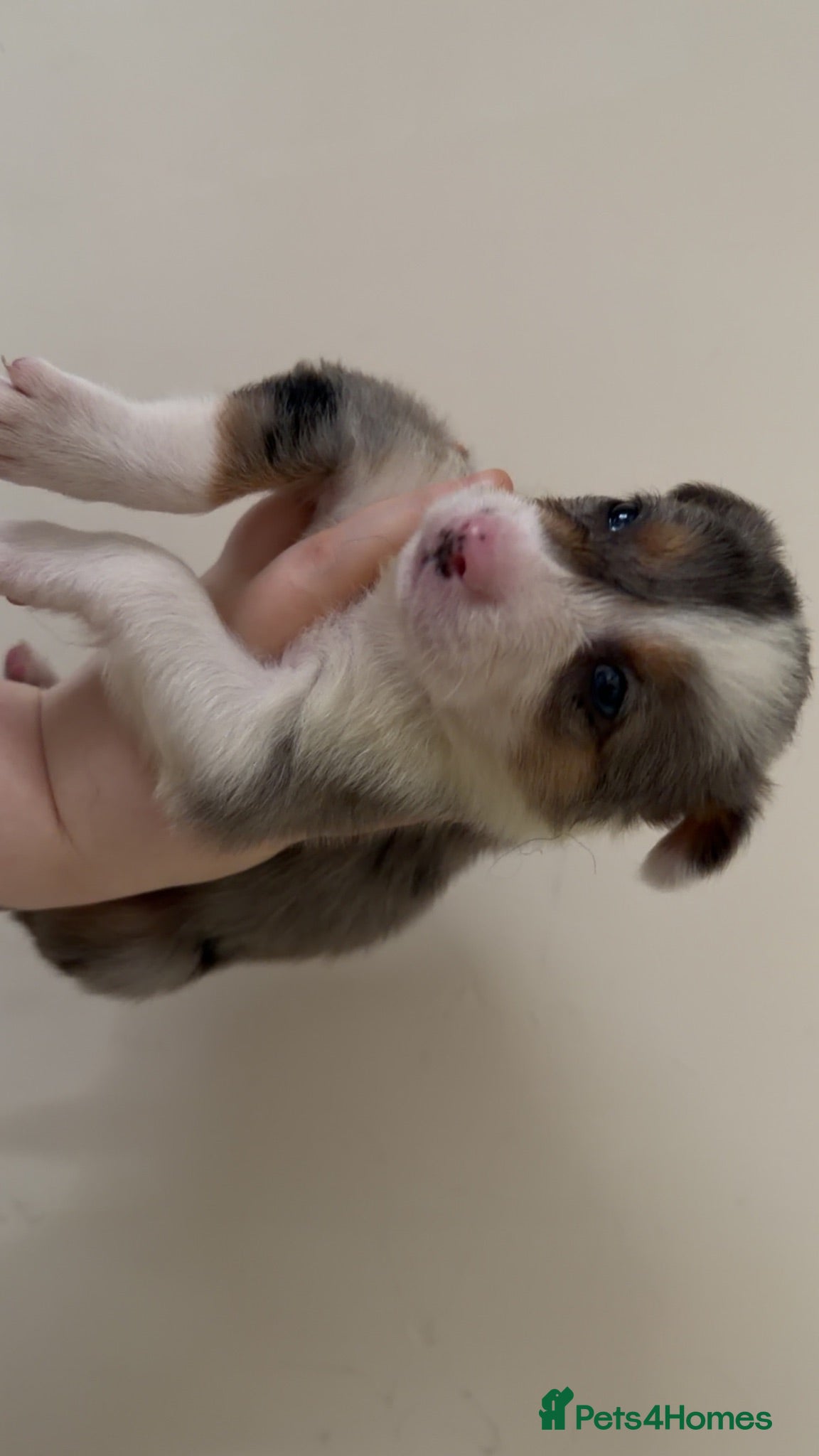 Border Collie dogs Merle male - Advert 1